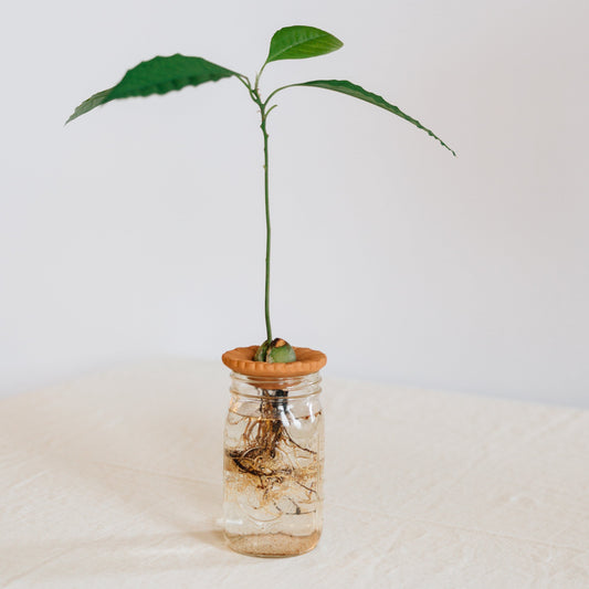 Floral Seed Sprouter Set